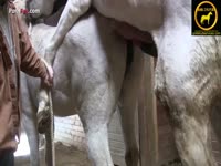 Horses having sex to breed in the farm